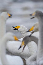 Whooper swans (Cygnus cygnus) adults and juveniles, Lake Tysslingen, Sweden, March 2009