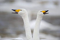 Two Whooper swans (Cygnus cygnus) calling, Lake Tysslingen, Sweden, March 2009