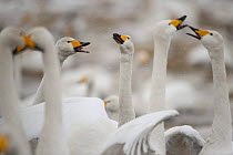 Whooper swans (Cygnus cygnus) calling in snow, Lake Tysslingen, Sweden, March 2009
