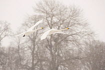 Two Whooper swans (Cygnus cygnus) flying in snow, Lake Tysslingen, Sweden, March 2009