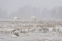 Whooper swans (Cygnus cygnus) in on ground with snow and ice, two flying by, Lake Tysslingen, Sweden, March 2009