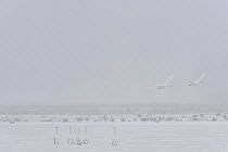 Whooper swans (Cygnus cygnus) in snow some flying, Lake Tysslingen, Sweden, March 2009