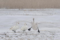 Whooper swan (Cygnus cygnus) landing, Lake Tysslingen, Sweden, March 2009