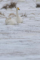 Two Whooper swans (Cygnus cygnus) resting in snow, Lake Tysslingen, Sweden, March 2009
