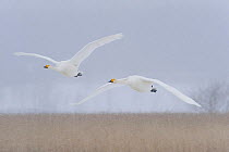 Two Whooper swans (Cygnus cygnus) flying in snow, Lake Tysslingen, Sweden, March 2009