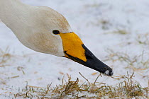 Whooper swan (Cygnus cygnus) head, Lake Tysslingen, Sweden, March 2009
