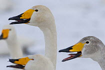 Whooper swans (Cygnus cygnus) calling, Lake Tysslingen, Sweden, March 2009