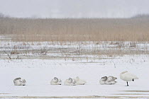 Whooper swans (Cygnus cygnus) resting in snow, Lake Tysslingen, Sweden, March 2009