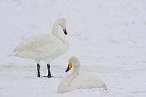 Two Whooper swans (Cygnus cygnus) in snow, Lake Tysslingen, Sweden, March 2009