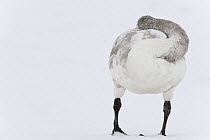 Whooper swan (Cygnus cygnus) sleeping, with head tucked under wing, Lake Tysslingen, Sweden, March 2009