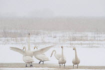 Whooper swans (Cygnus cygnus) one stretching wings, Lake Tysslingen, Sweden, March 2009