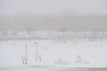 Four Whooper swans (Cygnus cygnus) in snow, Lake Tysslingen, Sweden, March 2009