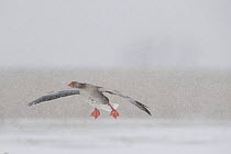 Greylag goose (Anser anser) flying in snow, about to land, Lake Tysslingen, Sweden, March 2009