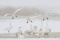 Whooper swans (Cygnus cygnus) three landing, others on ground, some preening, Lake Tysslingen, Sweden, March 2009