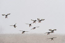 Mallards (Anas platyrhynchos) flying in snow, Lake Tysslingen, Sweden, March 2009