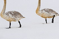 Two juvenile Whooper swans (Cygnus cygnus) walking in snow, Lake Tysslingen, Sweden, March 2009