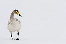 Whooper swan (Cygnus cygnus) in snow, Lake Tysslingen, Sweden, March 2009