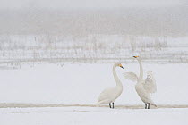 Whooper swan (Cygnus cygnus) flapping wings, Lake Tysslingen, Sweden, March 2009