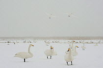 Whooper swans (Cygnus cygnus) in snow, two flying, Lake Tysslingen, Sweden, March 2009