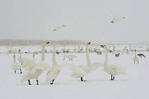 Whooper swans (Cygnus cygnus) and geese in snow, Lake Tysslingen, Sweden, March 2009