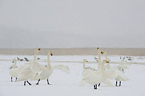 Whooper swans (Cygnus cygnus) in snow, Lake Tysslingen, Sweden, March 2009