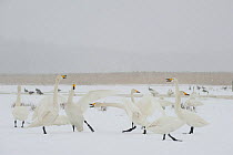 Whooper swans (Cygnus cygnus) in snow, Lake Tysslingen, Sweden, March 2009