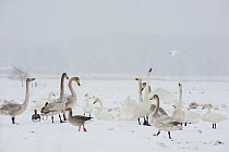 Whooper swans (Cygnus cygnus) and Greylag geese (Anser anser) in snow, Lake Tysslingen, Sweden, March 2009