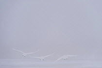 Rear view of three Whooper swans (Cygnus cygnus) flying in snow, Lake Tysslingen, Sweden, March 2009