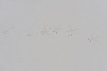 Whooper swans (Cygnus cygnus) flying in dense  snow, Lake Tysslingen, Sweden, March 2009