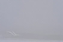 Rear view of two Whooper swans (Cygnus cygnus) flying in dense snow, Lake Tysslingen, Sweden, March 2009