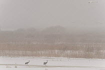 Two Common / Eurasian cranes (Grus grus) and Whooper swans (Cygnus cygnus) in snow, Lake Tysslingen, Sweden, April 2009