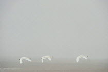 Three Whooper swans (Cygnus cygnus) flying in snow, Lake Tysslingen, Sweden, March 2009