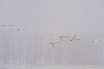 Whooper swans (Cygnus cygnus) flying in snow, Lake Tysslingen, Sweden, March 2009