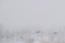 Four Whooper swans (Cygnus cygnus) flying in snow, Lake Tysslingen, Sweden, March 2009
