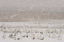 Whooper swans (Cygnus cygnus) Canada geese (Branta canadensis) and Greylag geese (Anser anser) in heavy snow, Lake Tysslingen, Sweden, March 2009