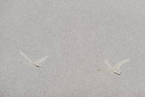 Two Whooper swans (Cygnus cygnus) flying in heavy snow, Lake Tysslingen, Sweden, March 2009