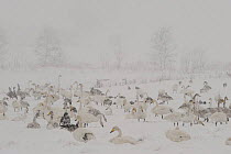 Whooper swans (Cygnus cygnus) and geese in a field, heavy snow, Lake Tysslingen, Sweden, March 2009