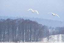 Two Whooper swans (Cygnus cygnus) in flight, Lake Tysslingen, Sweden, March 2009