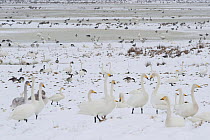 Whooper swans (Cygnus cygnus) Canada geese (Branta canadensis) and Greylag geese (Anser anser) in snow, Lake Tysslingen, Sweden, March 2009