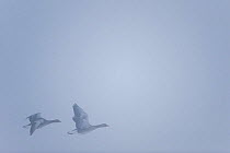 Two Greylag geese (Anser anser) in flight, Lake Tysslingen, Sweden, March 2009