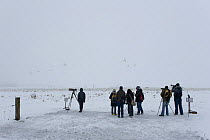 Birdwatchers watching Whooper swans (Cygnus cygnus) Lake Tysslingen, Sweden, March 2009