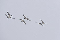Six Canada geese (Branta canadensis) in flight, Lake Tysslingen, Sweden, March 2009