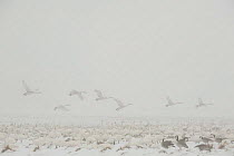 Whooper swans (Cygnus cygnus) and Canada geese (Branta canadensis) in mist, Lake Tysslingen, Sweden, March 2009