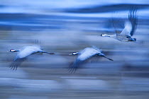 Common / Eurasian cranes (Grus grus) in flight, Lake Hornborga, Hornborgasjn, Sweden, April 2009