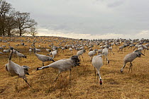 Common / Eurasian cranes (Grus grus) feeding, Lake Hornborga, Hornborgasjn, Sweden, April 2009