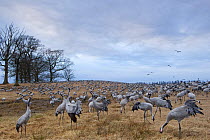 Common / Eurasian crane (Grus grus) feeding, Lake Hornborga, Hornborgasjn, Sweden, April 2009