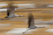 Common / Eurasian cranes (Grus grus) in flight, Lake Hornborga, Hornborgasjn, Sweden, April 2009