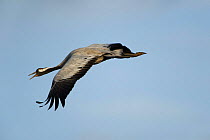 Common / Eurasian crane (Grus grus) in flight calling, Lake Hornborga, Hornborgasjn, Sweden, April 2009