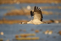 Common / Eurasian crane (Grus grus) in flight, Lake Hornborga, Hornborgasjn, Sweden, April 2009
