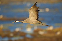Common / Eurasian crane (Grus grus) in flight, Lake Hornborga, Hornborgasjn, Sweden, April 2009